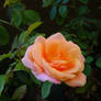 Ravished Rose