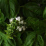 Bloomin Basil