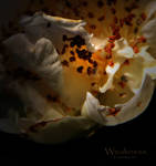 Weakness by creativemikey