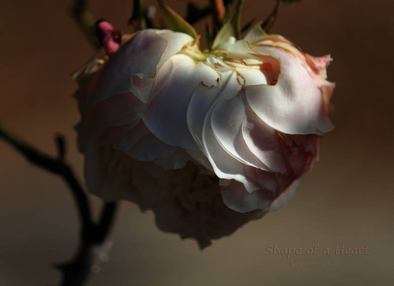 Shape of a Heart by creativemikey