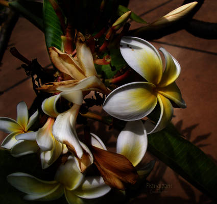 Frangipani