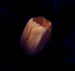 Magenta Tulip