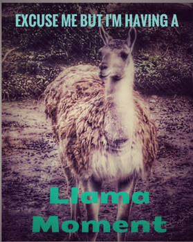 Llama Moment