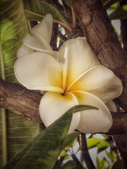 Hawaiian Flower