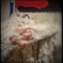 Foot Detail