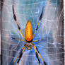 Orb Weaver