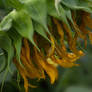 Tournesol