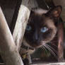 Chat De Village