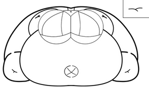 Blob base
