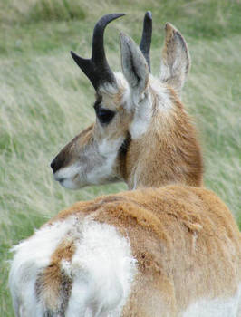 Pronghorn Antelope