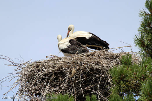 Sleepy storks