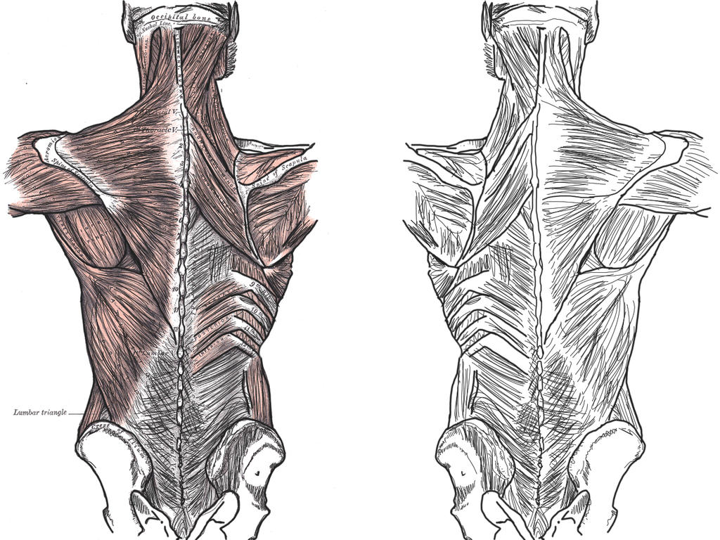 Human Back by gamedestroyer11 on DeviantArt