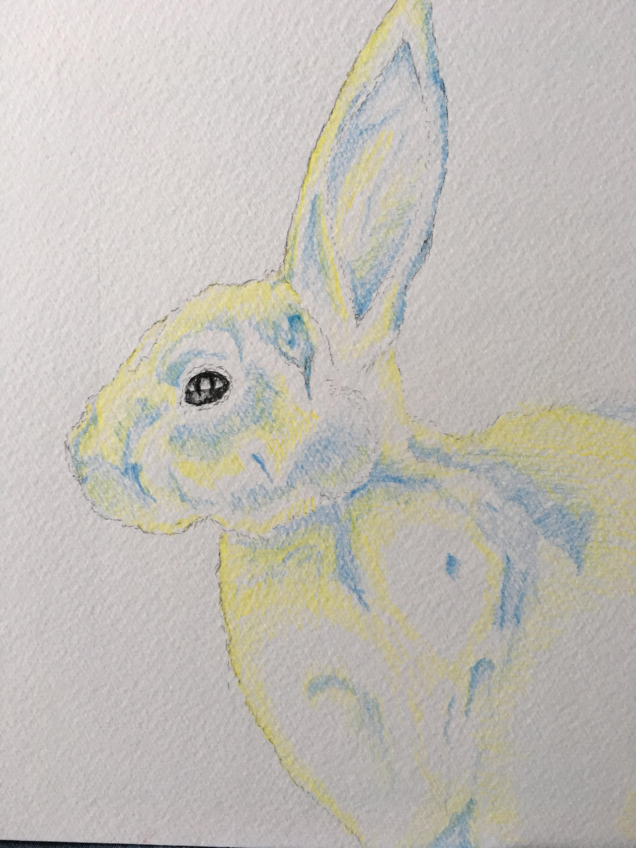 Rainbow rabbit by Timerous on DeviantArt