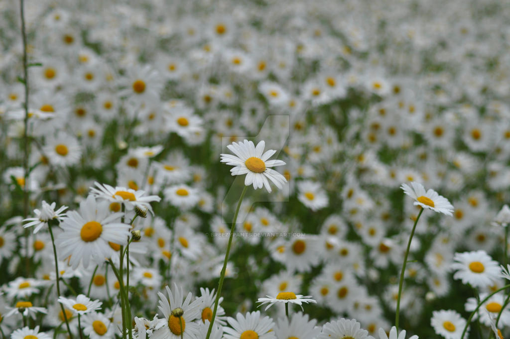 Daisies