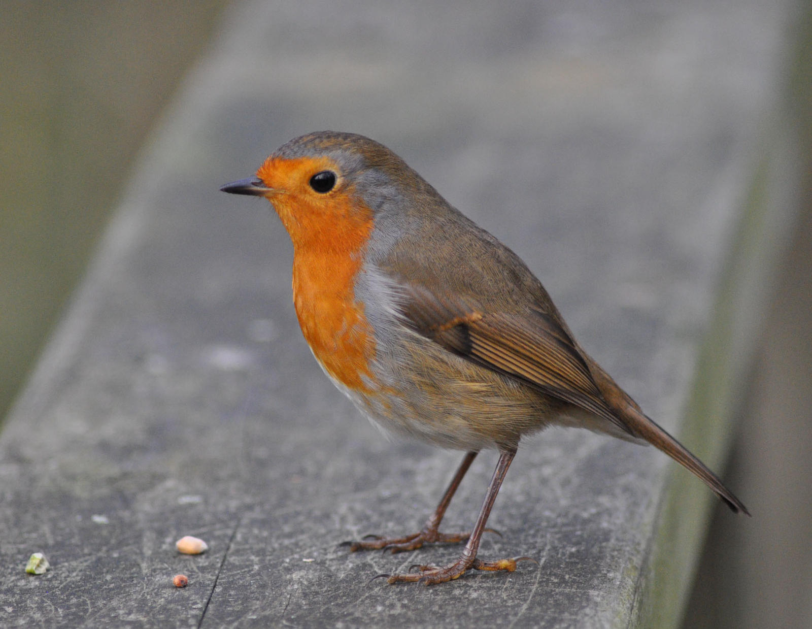 Amazing Robin Beautiful Robin by Breezypants on DeviantArt
