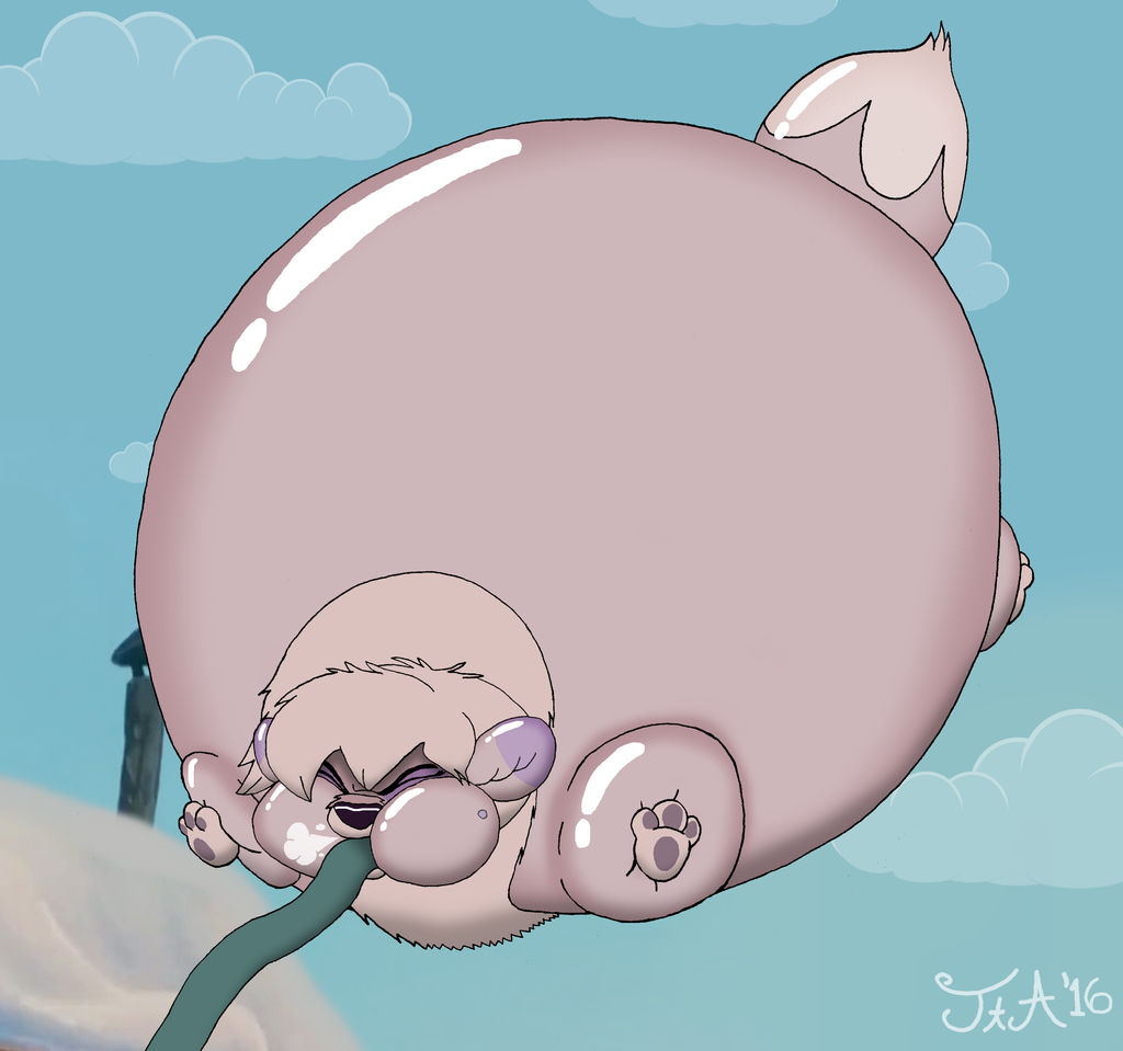 Bush Dog Inflatie Rarely Inflated: Dixie The Pomeranian by ToferTheAkita on DeviantArt