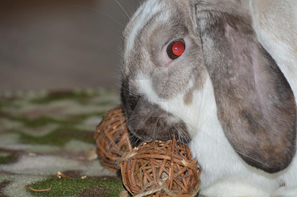 devil bunny 6 by slayer-of-the-south on DeviantArt