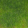 grass