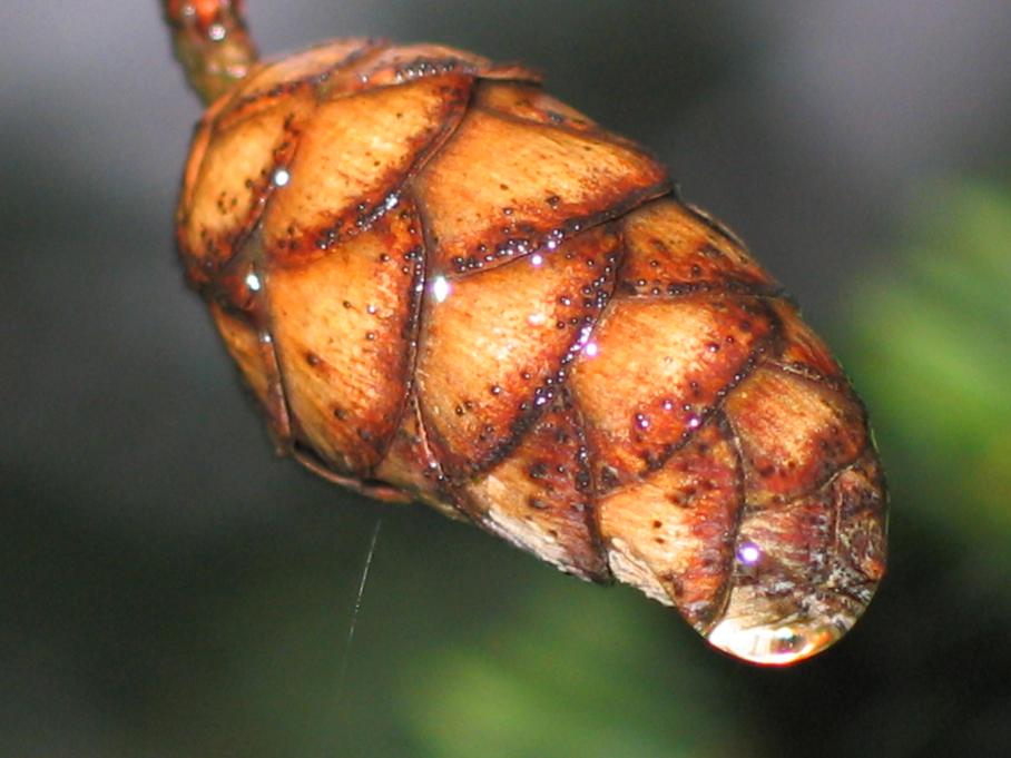 little pinecone