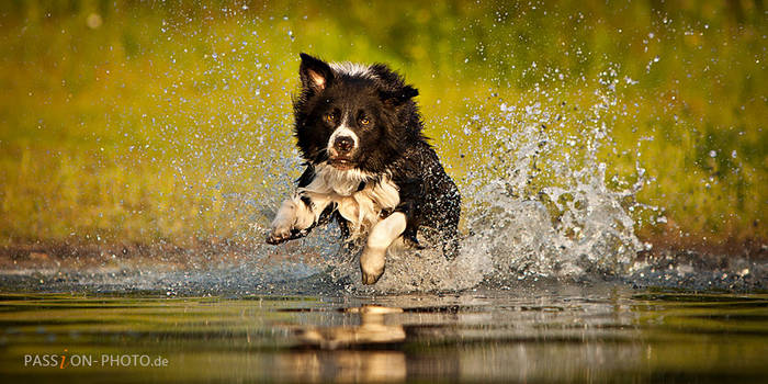 Border Collie