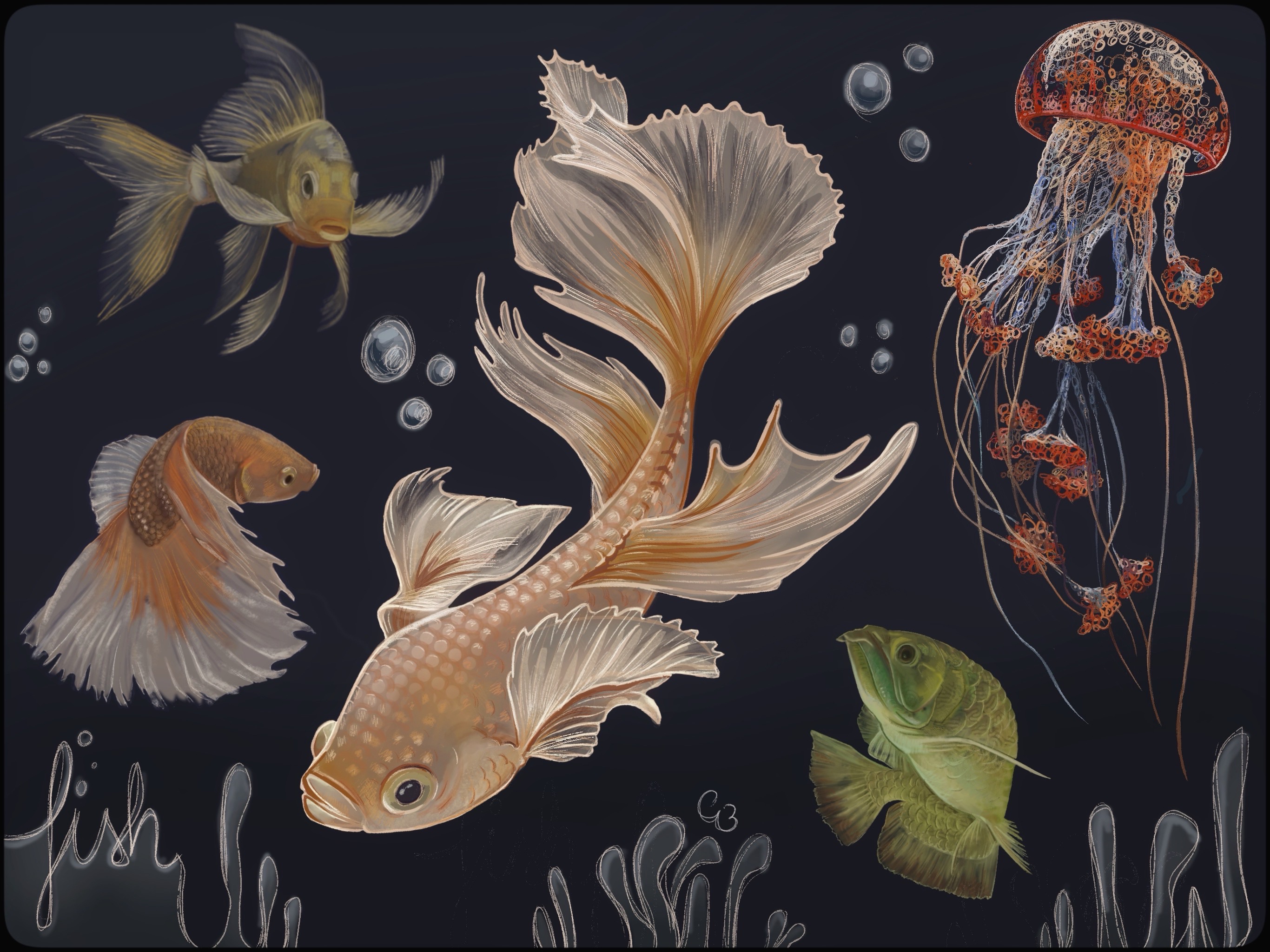 Complete fish study by missr00t on DeviantArt