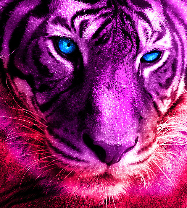 Pink-ish Tiger? by Shammycetol on DeviantArt