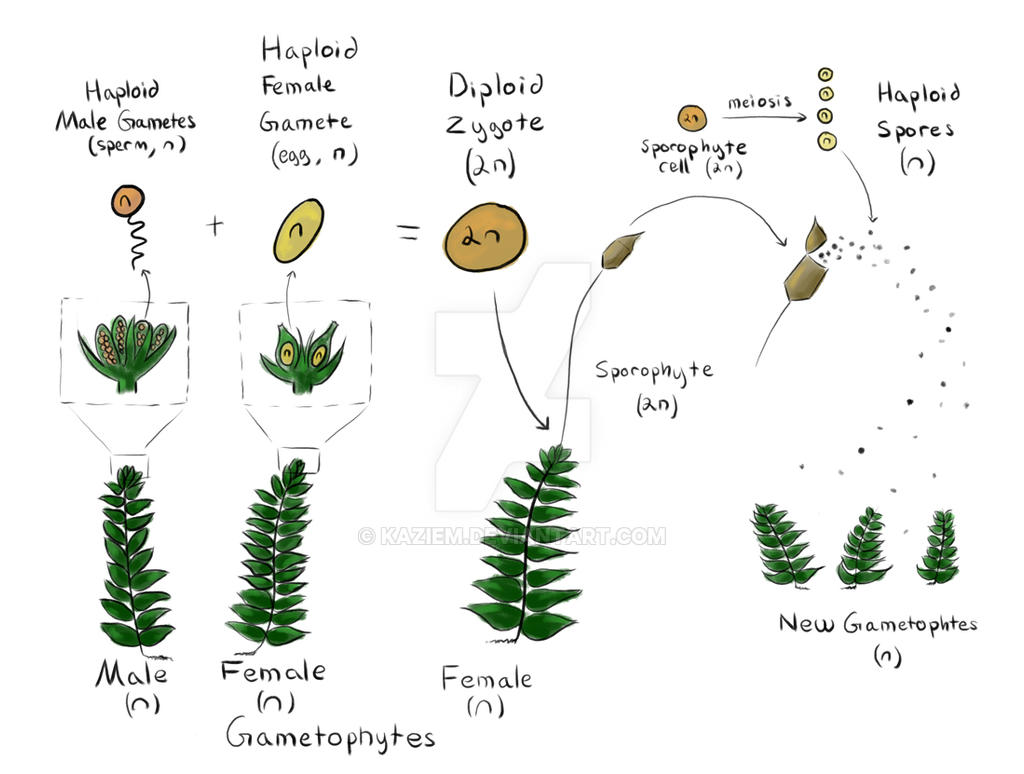 Moss Life Cycle Diagram by Kaziem on DeviantArt