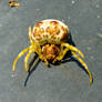 Paralyzed Crab Spider