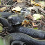 Black Rat Snake Stock 4
