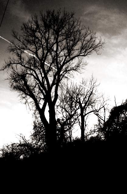 Angry Tree by SMT-Images on DeviantArt