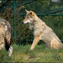European Wolf 18