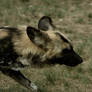 African Wild Dog 3