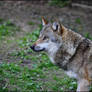 European Wolf 58