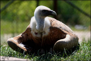 Griffon Vulture 02