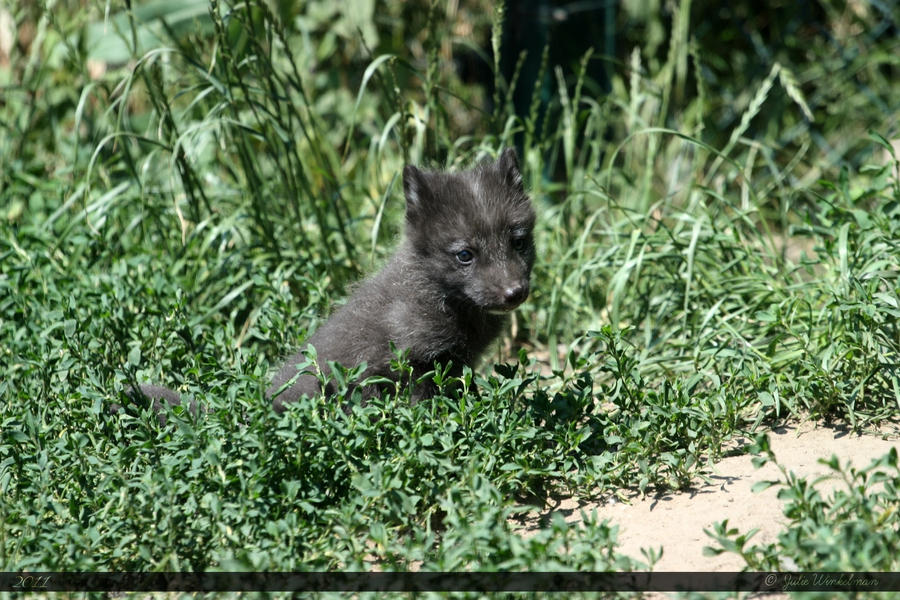 Arctic Fox 2