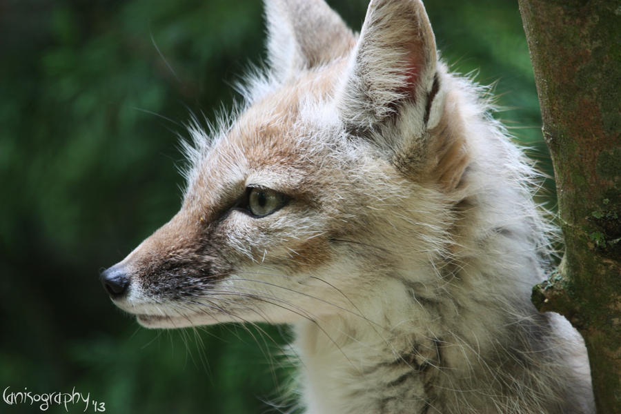 Corsac Fox 3 by Canisography on DeviantArt