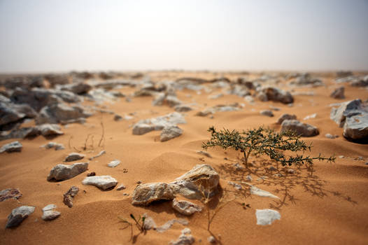 Desert Tree