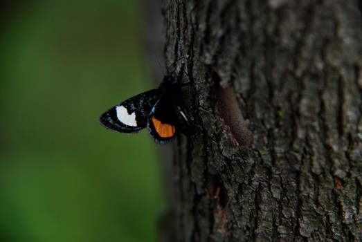 Barking Butterfly