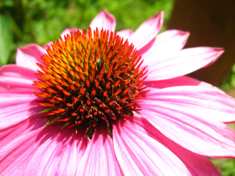 Loveland Castle Flower 11