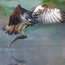 Osprey Catching Fish