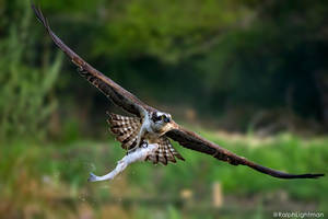 Flying Osprey