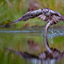 Young osprey catching fish to feed chicks