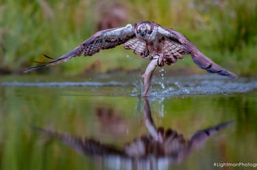 Young osprey catching fish to feed chicks