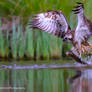 Young Osprey catching fish to feed chicks