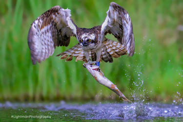 Osprey Catching Fish