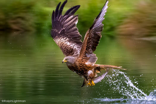 Red Kite running above the water