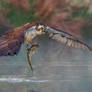 Diving Osprey