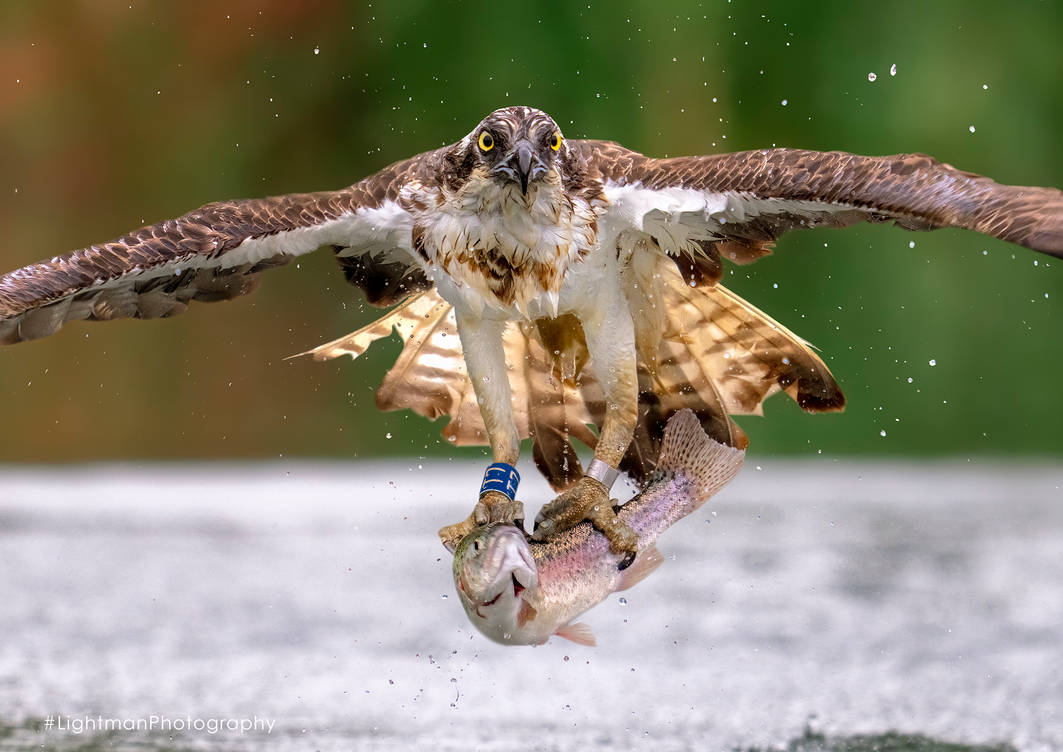 Osprey Catching Fish by LightmanPhotography on DeviantArt