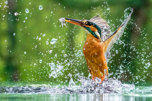 Kingfisher flying out of the water with prey