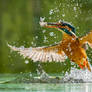 Beautiful kingfisher nabs its prey in the blink of